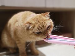 -藏猫猫咖啡主题馆(中央大道店)