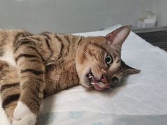 -灵美宠物诊所