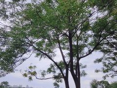 -盘龙城国家考古遗址公园