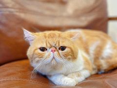 -佐罗家宠物馆·猫文化馆(紫霞路店)