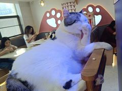 -喵园·猫主题咖啡厅·撸猫·猫咖(国贸店)