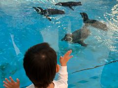 -帝企鹅自助餐厅•儿童岛•真企鹅(长隆企鹅酒店)