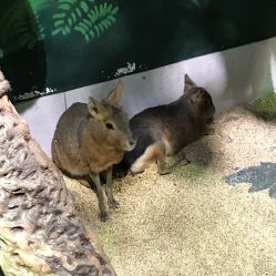 -未来动物城主题公园(正弘城店)