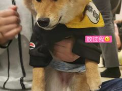 -逗柴咖啡屋·狗咖猫咖宠物桌游