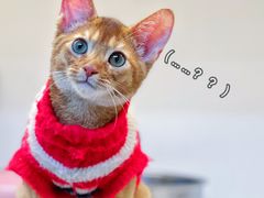 -lincat·猫舍(广州店)