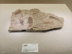 -衢州市博物馆