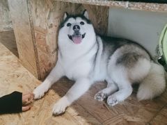 -Husky Go! 哈士奇体验馆·宠物咖啡厅狗咖