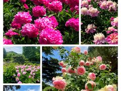 -国家植物园