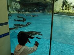 -帝企鹅自助餐厅•儿童岛•真企鹅(长隆企鹅酒店)