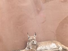 -青藏高原野生动物园