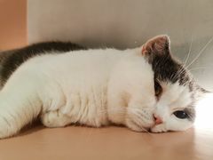 -猫儿山۰猫主题餐厅