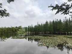 -白鹭湾湿地公园