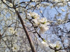 -桃花堤公园