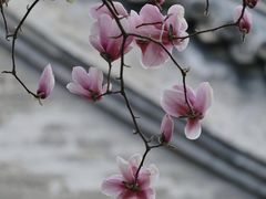 -白云观