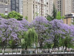 -成都市活水公园
