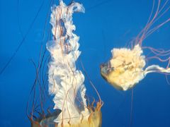 -太平洋海底世界