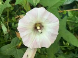 来的路上的小花～～-红馆·发喆院