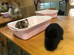 -藦茜花园宠物主题亲子互动体验馆(国顺东路店)
