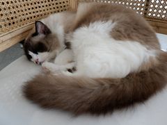 -共舞时光猫咖·狗咖(新街口店)