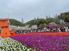 -苏州上方山国家森林公园