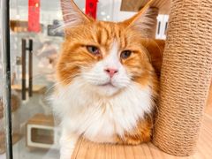 -喵园·猫主题咖啡厅·撸猫·猫咖(国贸店)