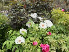 -洛阳市牡丹公园