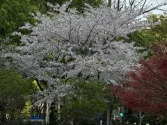 -星巴克(丁香国际商业中心店)