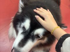 -和它·交个朋友·狗咖猫咖(爱琴海店)