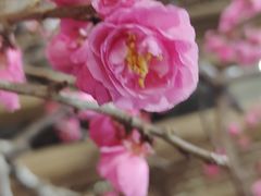 -石家庄市植物园