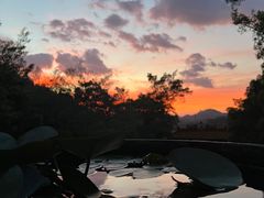 -深圳仙湖植物园
