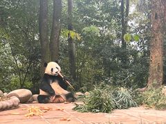 -中国大熊猫保护研究中心雅安碧峰峡基地