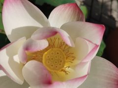 -皇家御河游(紫御湾码头)