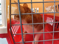 -乐琪宠物医院·犬猫专科·骨外科·急重症