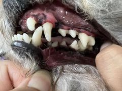 -宠福鑫康馨动物医院·骨科·眼科