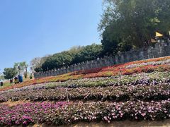 -松山湖梦幻百花洲