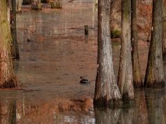 -白鹭湾湿地公园