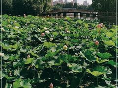 -黄兴公园