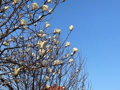 -清雅臻品·竹林院落·新派青岛菜(崂山店)