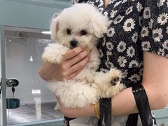 -萌宠之家·腊肠犬·马尔泰·小体犬舍