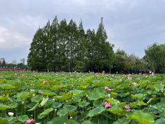 -黄兴公园