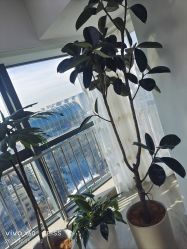 -HEYAN荷妍专业脱毛连锁机构