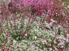 -南汇桃花村