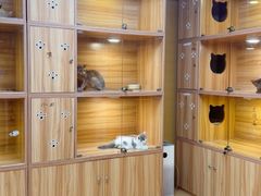 -猫十亿·布偶金渐层·曼基康矮脚猫舍(青年路店)