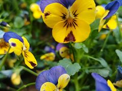 -北京国际鲜花港