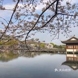 和心爱的人一起看樱花吧