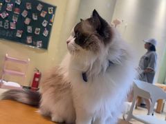 -藏猫猫咖啡主题馆(中央大道店)