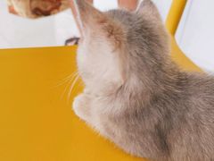 -乐琪宠物医院·犬猫专科·骨外科·急重症