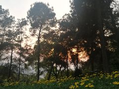 -铁山坪森林公园