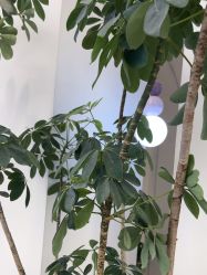 -小阿福儿童摄影(摩尔城店)