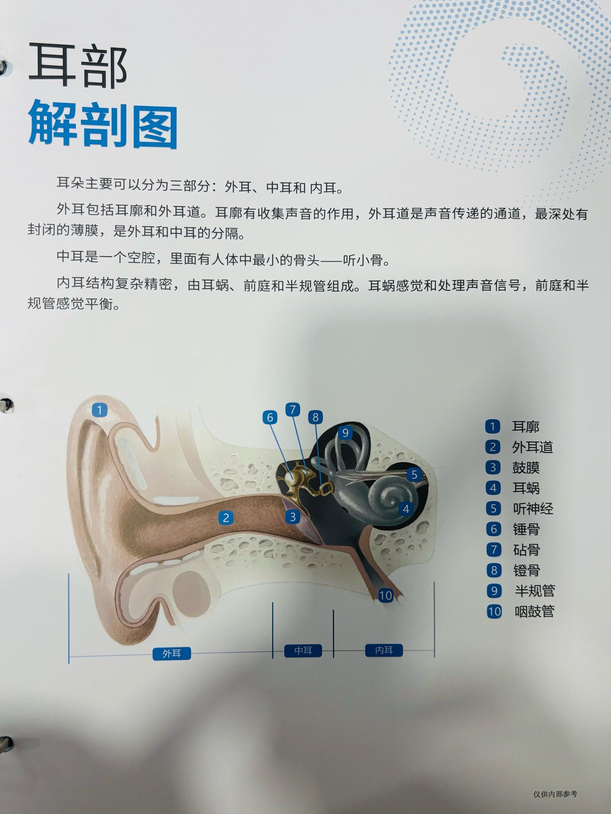 耳朵解刨